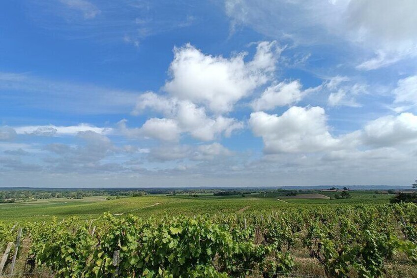 Private tour in the Sauternes wine region - discover Bordeaux sweet Crus Classés
