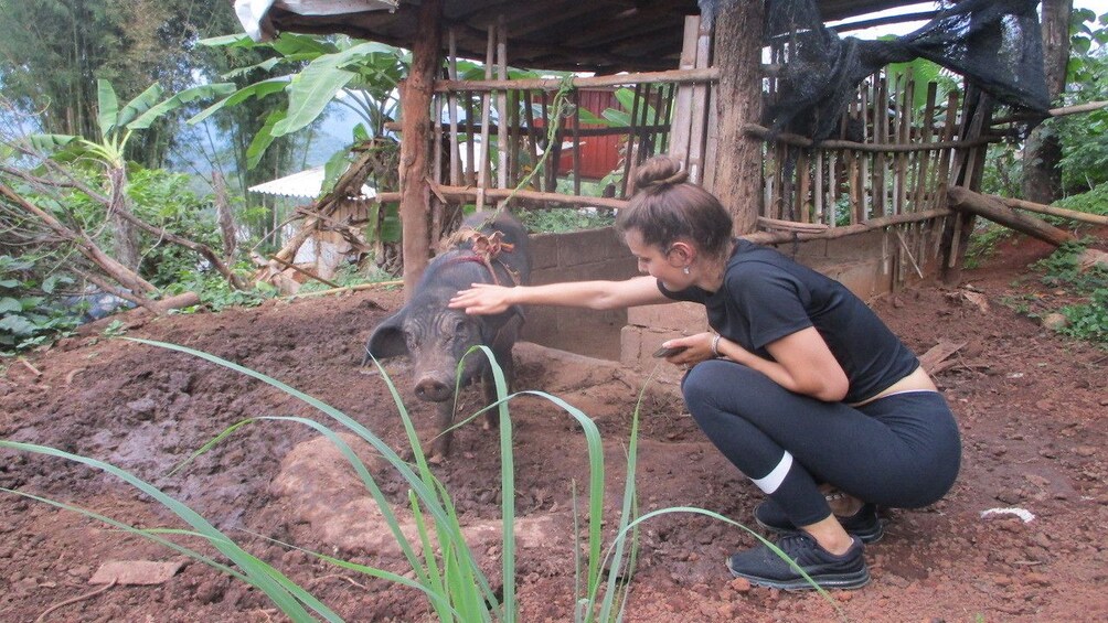 Woman petting a pig in Karen village, Thailand