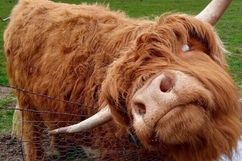 Hill & Nature Hike - Discover Real Edinburgh With a Local Expert