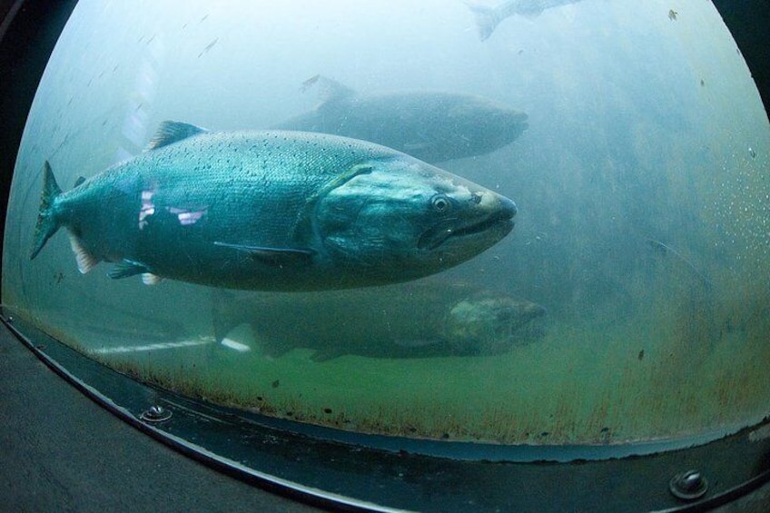 Wild Salmon going through fish ladder