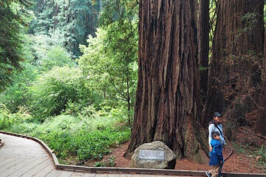 Muir Woods and Sausalito Small-Group Tour
