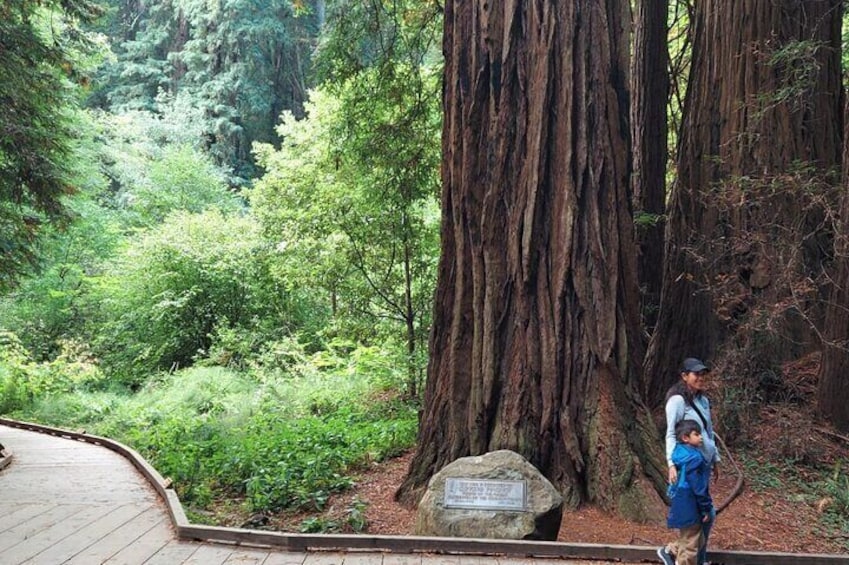 Muir Woods and Sausalito Small-Group Tour