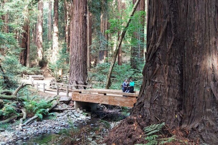 Muir Woods and Sausalito Small-Group Tour