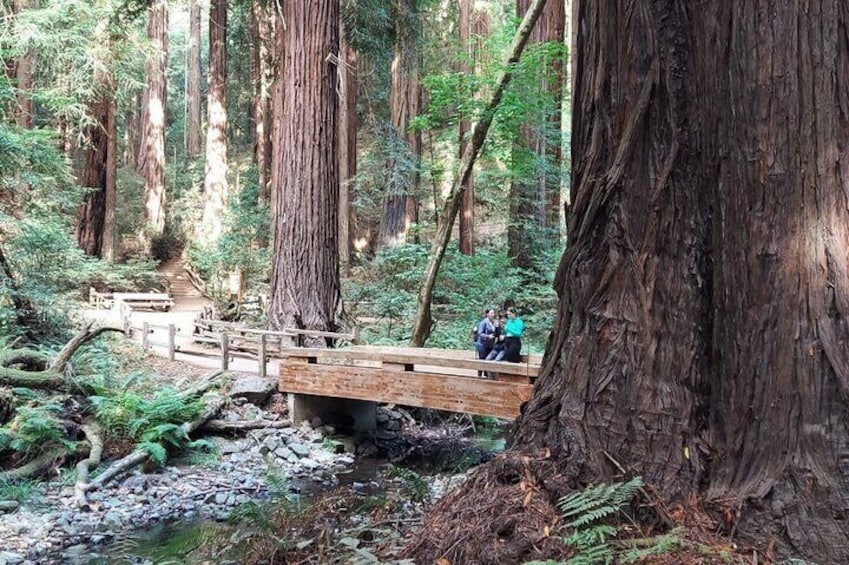 Muir Woods and Sausalito Small-Group Tour