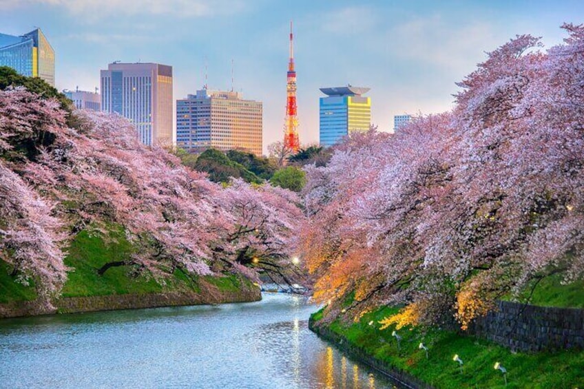 Tokyo Private Sightseeing Tour by English Speaking Chauffeur
