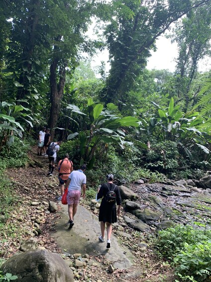 Rainforest River Adventure 