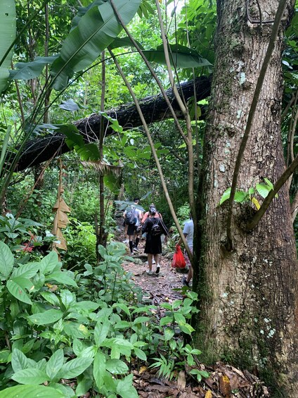 Rainforest River Adventure 