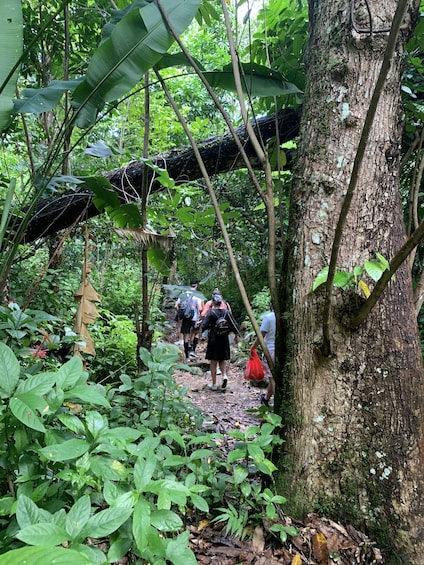 Rainforest River Adventure