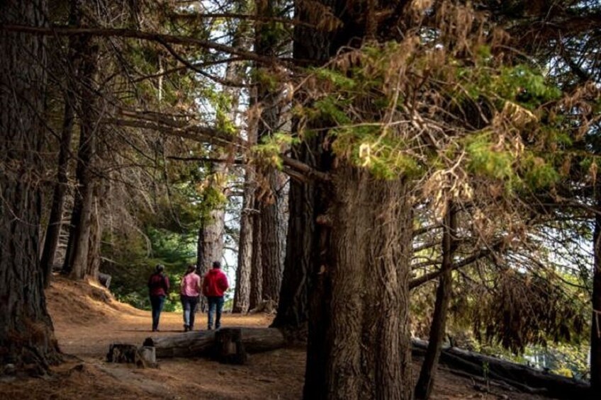Bariloche Victoria Island and Arrayanes Forest