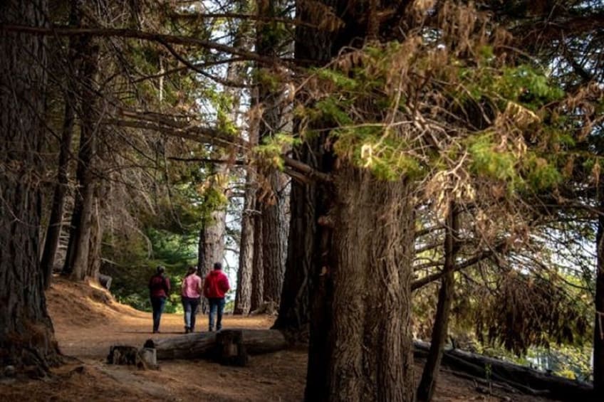 Bariloche Victoria Island and Arrayanes Forest