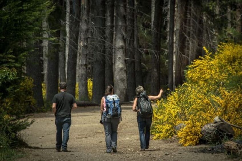 Bariloche Victoria Island and Arrayanes Forest