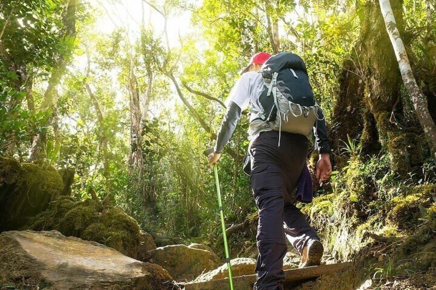 Templer Park and Kanching Waterfall Nature Tour 