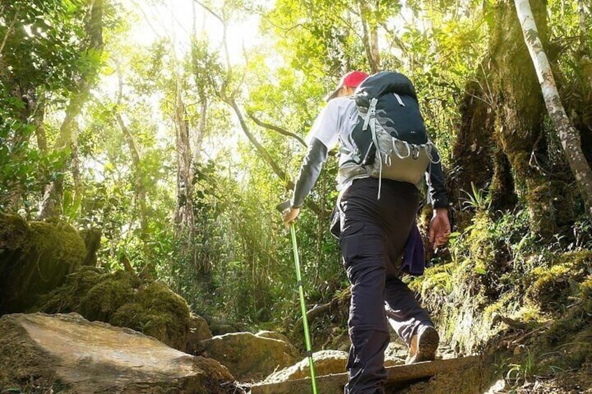 Templer Park and Kanching Waterfall Nature Tour