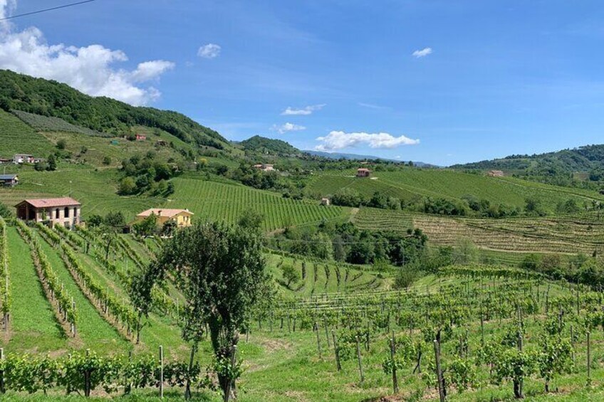 A Sparkling Day in the Prosecco Hills from Venice by Yellowboot