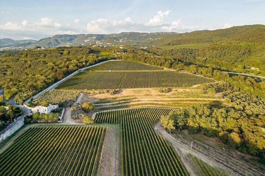 Tenuta Santa Maria di Gaetano Bertani - Clos Vineyard