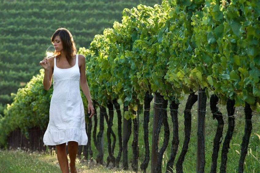 Countryside Half Day Wine Tour near Vienna