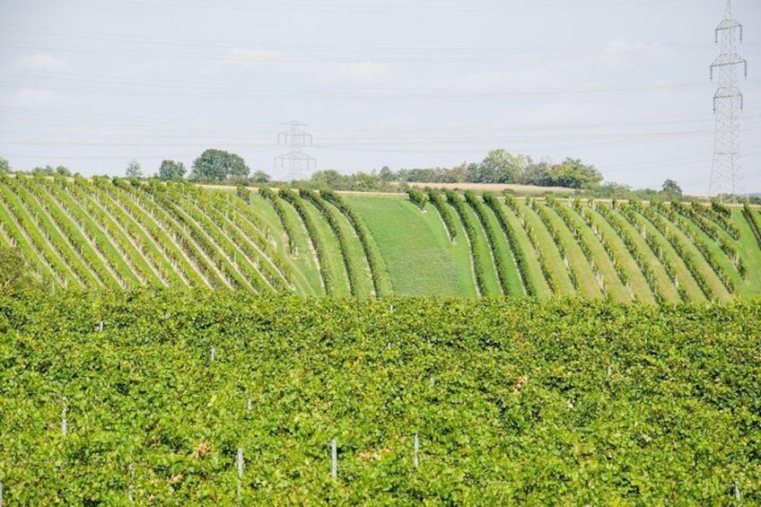 Browse the vineyards