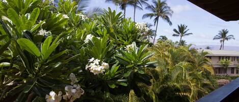 Vue sur le jardin