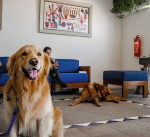 Pet-friendly