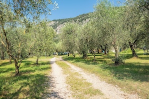 Trädgård