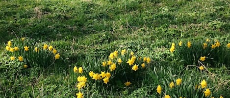 Terrain de l’hébergement 