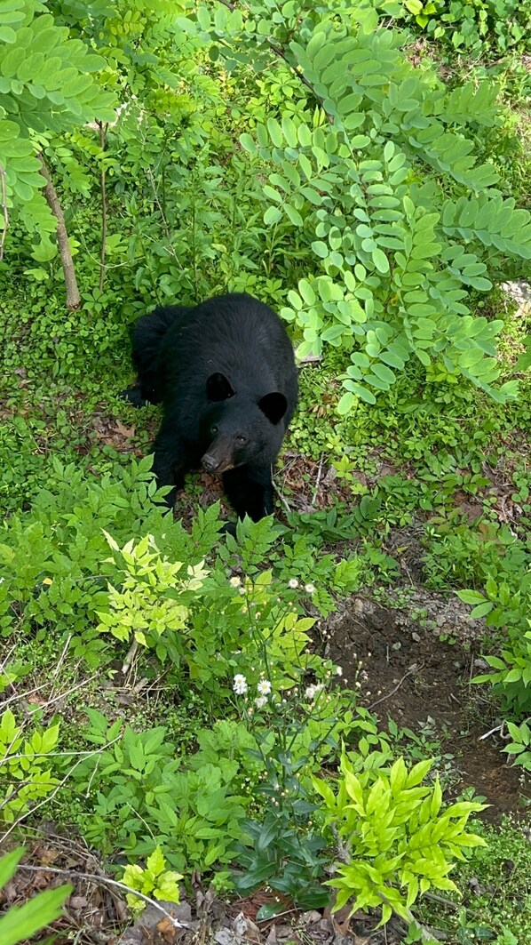 A bear off the back deck - The Loop - Gatlinburg, TN