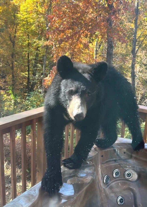 Nature at your doorstep! Watch for bears, deer, and wildlife from your private deck. #GatlinburgGetaway #WildlifeWatching - The Loop - Gatlinburg, TN