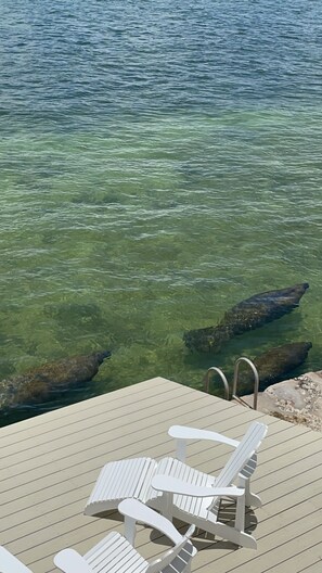 Watch the manatees & turtles from your backyard. New back deck & outdoor seating