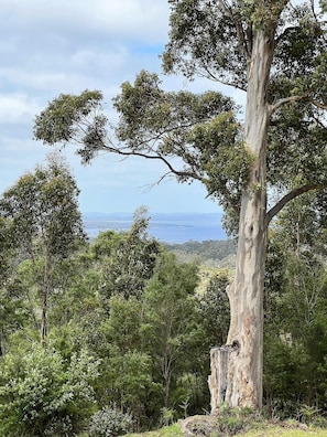 Shadforth Rise: Modern with serene valley views (1296)