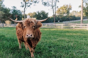 Watch our adorable herd of mini-highlands right from your windows!