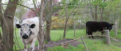 Overnattingsstedets uteområder