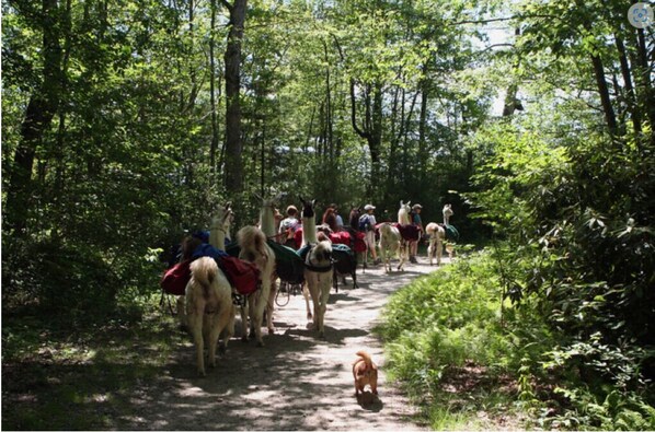 Go hiking along the Panthertown Valley Trail