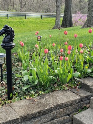 Fresh flowers blooming throughout the year