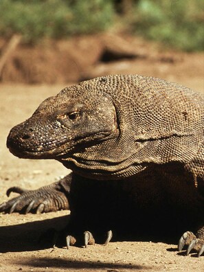 This home adopted an endangered Komodo Dragon-Travel with Purpose as our Guest!