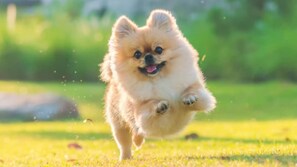 Pet-friendly