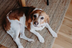 Pet-friendly