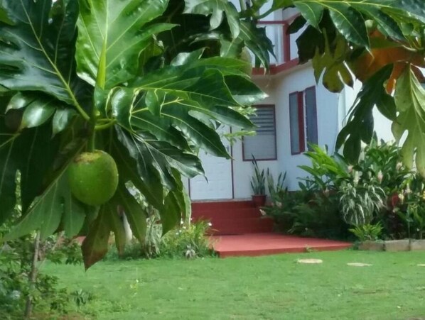 Breadfruit Tree