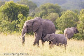 Game viewing