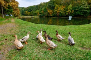 Community Duck Pond | Access to Community Amenities