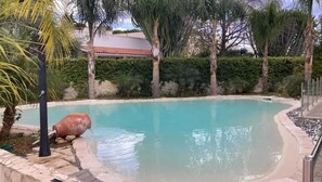 Swimming pool view