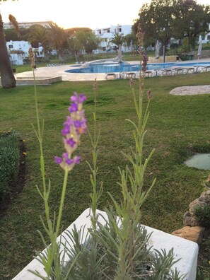 Garden view