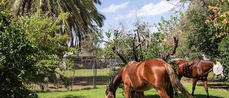 Comfy farmhouse with horses out back on the property