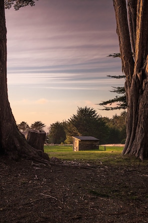 Coastal Eucalyptus and Cypress trees abound.