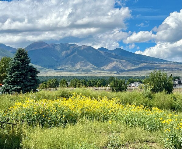 Stunning Mountain View’s