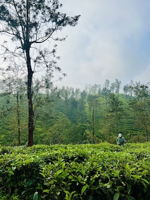 the tea plantation