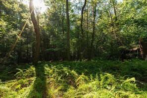 Varied landscapes; walkable woods with ancient moss and natural ferns groves.