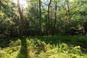 Varied landscapes; walkable woods with ancient moss and natural ferns groves.