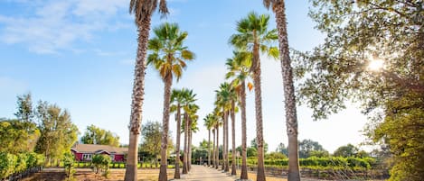 Towering palms greet your arrival.