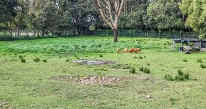 Front Paddock - where breakfast comes from!