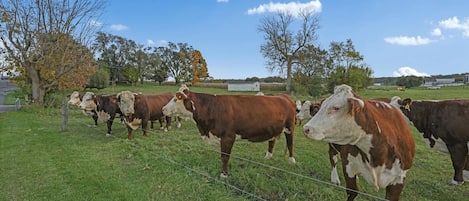 Terrenos do alojamento